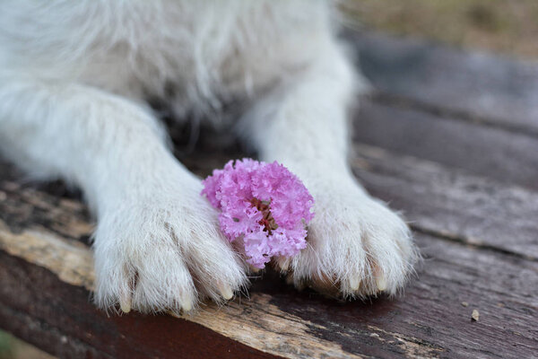 DOG PAWS HOLDING A VIOLET FLOWER ON A WOODEN PARK BENCH CLOSE UP