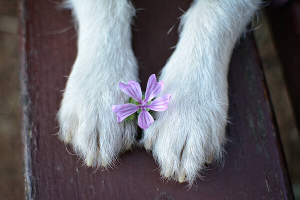 DOG PAWS HOLDING A SPRING VIOLET FLOWER ON PARK BENCH CLOSE UP