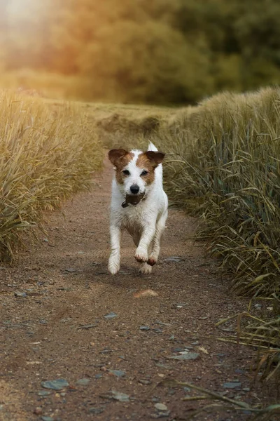 Perro Corriendo Con Una Maldita Rosca Boca Campo Trigo Con — Foto de Stock