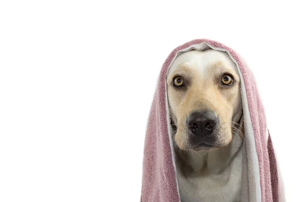 Pies Czeka Kąpiel Obejmujące Głowę Ręcznikiem Białym Tle Strzał Białym — Zdjęcie stockowe