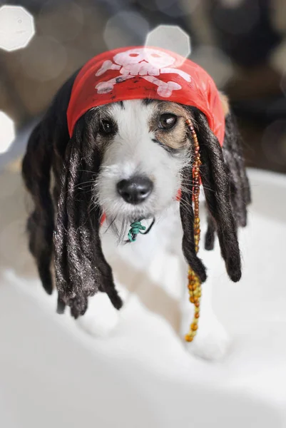 Dog Wearing Pirate Halloween Carnival Cortume — Zdjęcie stockowe