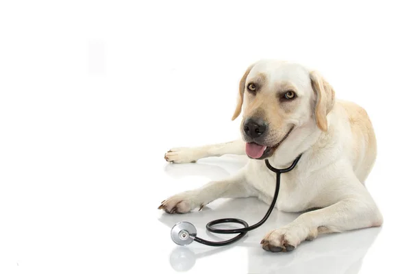 Perro Con Estetoscopio Tumbado Contra Fondo Blanco Estudio Tiro Aislado — Foto de Stock