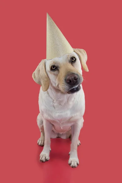 Het Vieren Van Een Verjaardag New Year Party Hond Het — Stockfoto