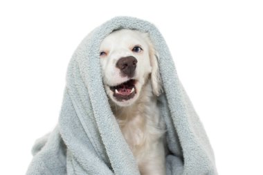 Banyo köpek. Komik köpek mavi gözlü şal ile duş almak için bekleyen bir renkli havlu ile. İzole Againts beyaz arka plan.