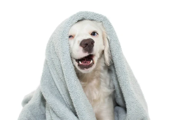 Pies Kąpieliskach Zabawny Pies Niebieskich Oczach Owinąć Ręcznikiem Kolorowe Czeka — Zdjęcie stockowe