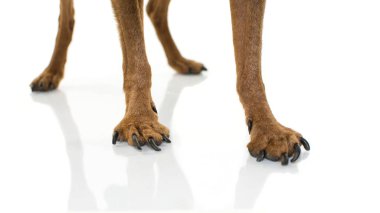 Yakın çekim bacaklar ve pençeleri köpek Ostheoarthritis. Beyaz arka plan karşı izole atış.