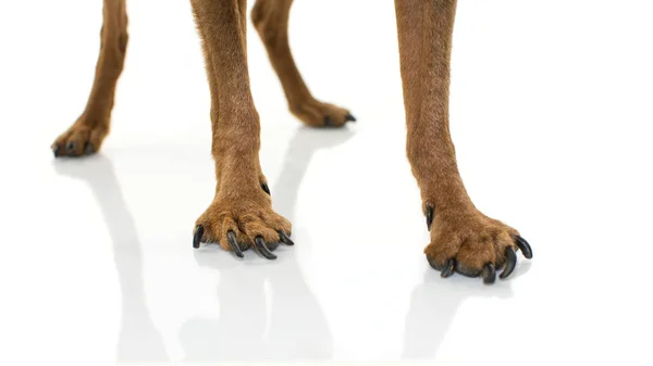 Yakın çekim bacaklar ve pençeleri köpek Ostheoarthritis. Beyaz arka plan karşı izole atış.