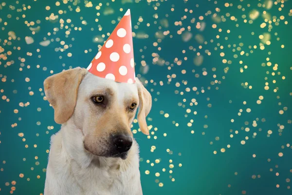 Smutny pies urodziny, Mardi Gras lub nowy rok. Labrador, noszenie Sal — Zdjęcie stockowe
