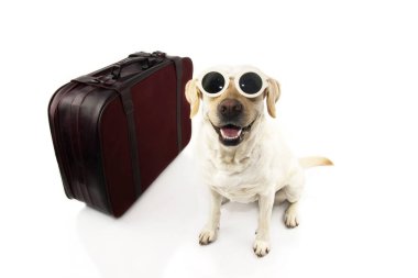 Mutlu köpek tatile gidiyor. Labrador güneş gözlüğü takıyor bir Vintage çanta yanında. Beyaz arka plan karşı izole atış.