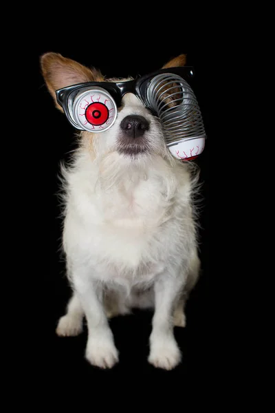 Фанни Хэллоуин Джек Рассел Собаке Окровавленными Очками Зомби Костюм Изолированный — стоковое фото