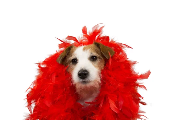 Funny Dog Mardi Gras Carnival Red Feather Boa Estudio Aislado — Foto de Stock