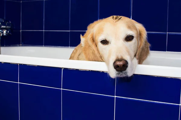 ELDERLY DIRTY  GOLDEN RETRIEVER DOG WAITING FOR A SHOWER IN A BLUE BATHTUB