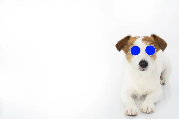 Fashion Jack Russell Dog Wearing Blue Mirrow Sunglasses Isolated White — Fotografia de Stock