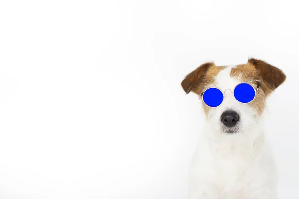 Mode Kleine Jack Russell Hond Blauw Spiegel Bril Geïsoleerd Een — Stockfoto