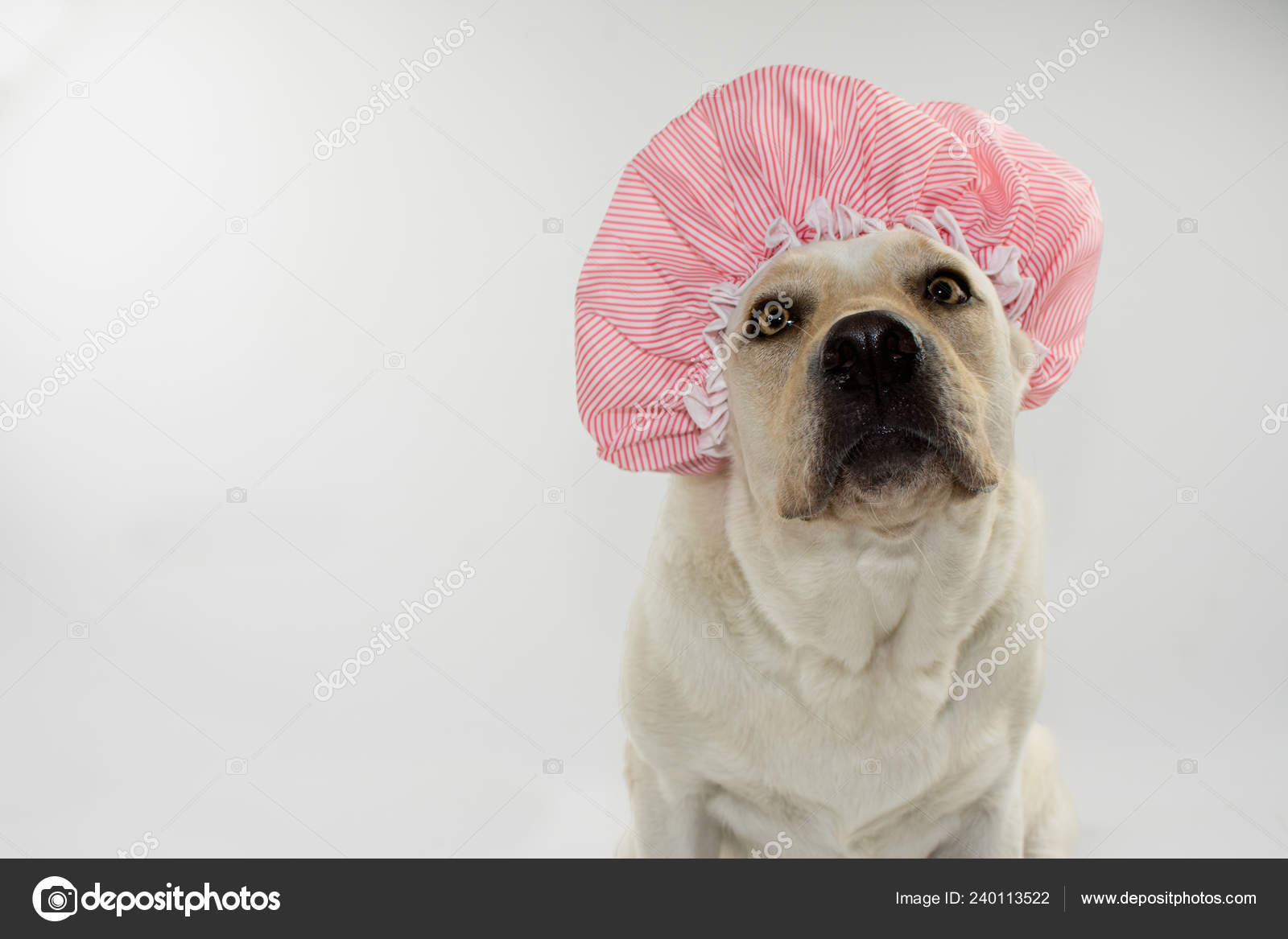 Dog in shower cap cheap
