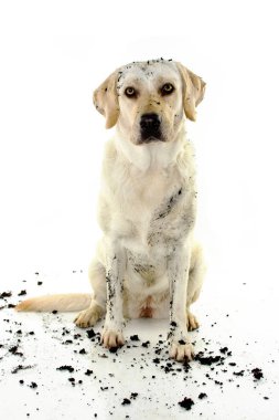 Komik köpek oturma çamurlu su oyunda sonra kirli. Beyaz arka plan karşı izole. Stüdyo çekim. Önden görünüm.