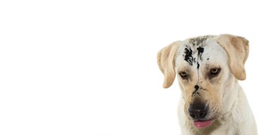 Komik çamurlu pis köpek. Labrador Retriever köpek yavrusu bir osuruk süre yapım cezalandırılır. Beyaz arka plan karşı izole.