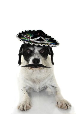 Bir Meksikalı Mariachi şapka ve A çok büyük bıyık ya da bıyığı komik köpek. Beyaz arka plan karşı izole