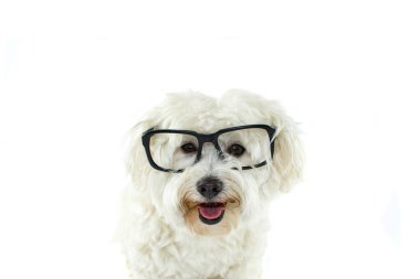 Mutlu Malta Bichon dilini siyah gözlüklü. Beyaz arka plan üzerinde izole