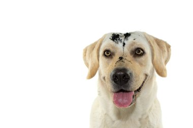 Mutlu, pis köpek suratı, çamurlu su oyunda sonra. Beyaz arka plan karşı izole.
