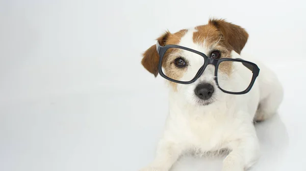 Fundos Intelectuales Jack Russell Perro Que Lleva Gafas Aisladas Sobre — Foto de Stock