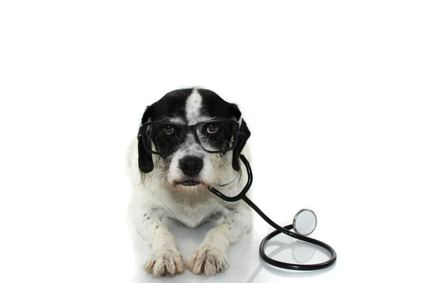 聴診器と白い背景に 横になっている眼鏡面白いと深刻な犬 孤立した撮影スタジオ — ストック写真