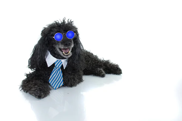 Lustiger Schwarzer Pudelhund Mit Blauer Krawatte Und Spiegelsonnenbrille Isoliert Auf — Stockfoto