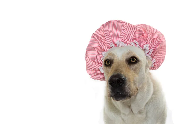 Funny Dog Attente Bain Avec Chapeau Contre Blanc Contexte — Photo