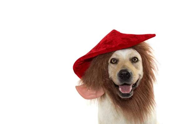 Funny Dog Usando Chapéu Elfo Com Barba Vermelho Christmas Custo — Fotografia de Stock