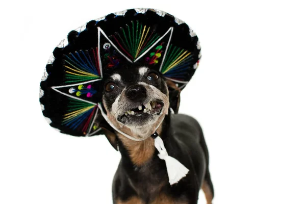 Funny Dog Wearing Mexican Mariachi Hat Carnival Halween Party Toothless — Fotografia de Stock