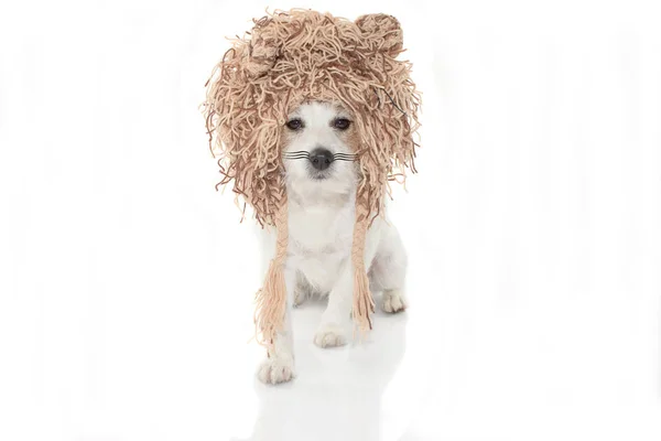 Grappige Hond Met Leeuw Kostuum Voor Een Halloween Carnaval Feest — Stockfoto