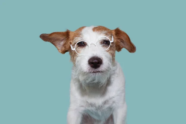 Funny Intelectual Jack Russell Perro Que Lleva Gafas Blancas Aislado — Foto de Stock