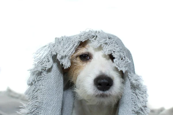 Rolig Jack Russel Hund Vakna Upp Täckt Med Grå Filt — Stockfoto