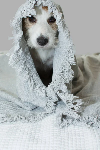 Funny Sick Jack Russell Dog Despertando Cubierto Con Blanket Gris — Foto de Stock