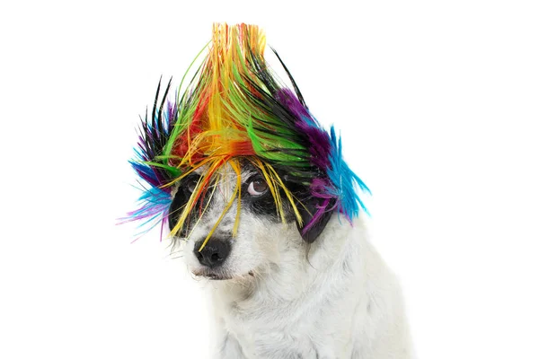 Pies Śmieszne Punk Rock Rudą Kolorowe Patrząc Aparat Jednym Okiem — Zdjęcie stockowe