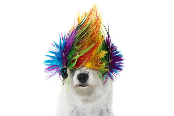 Funny Punk Rock Dog Com Uma Escova Colorida Isolado Contra — Fotografia de Stock