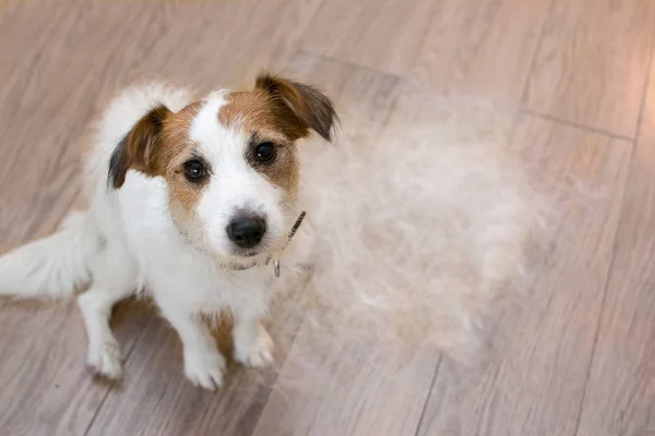 Tüylü Jack Russell sahibi fırçalanmış sonra tüy dökme mevsiminde, saç dökülme veya üzgün ifade ile seyir damat köpek.