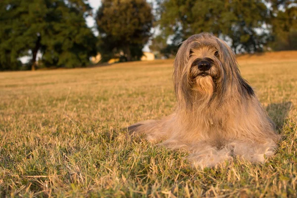 Harige Catalaanse Schapen Hond Liggen Gras Zomer — Stockfoto