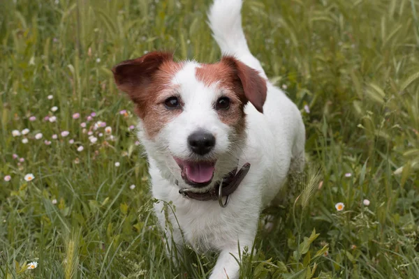 Feliz Cute Jack Russell Dog Walking Green Grass Tongue Out — Foto de Stock