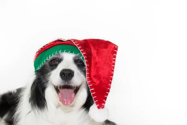 Gelukkig Schattig Boder Collie Hond Met Tong Uit Dragen Een — Stockfoto