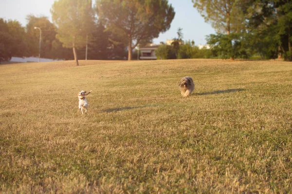 Glücklicher Jack Russel Und Schäferhunde Die Bei Sonnenuntergang Gras Laufen — Stockfoto