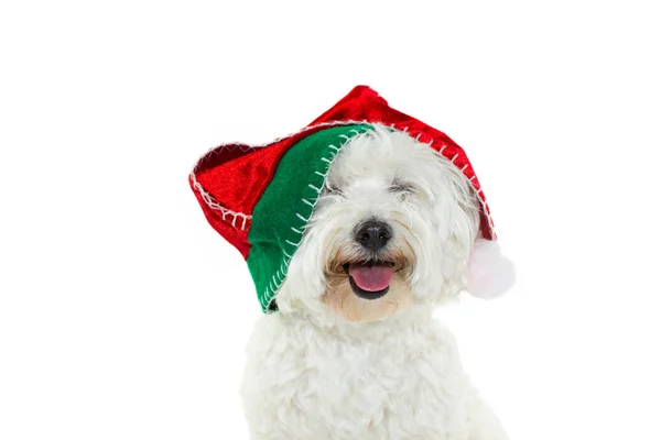 Buon Maltese Bichon Celebrante Natale Con Cappello Santa Claus Rosso — Foto Stock