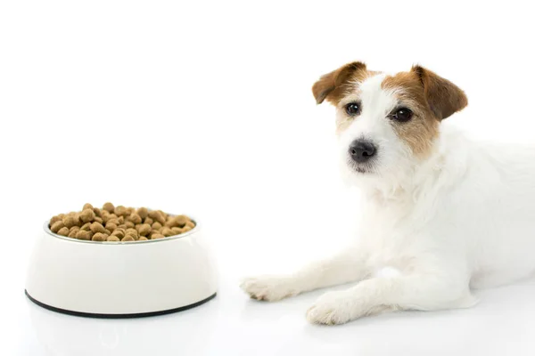 Aç ve üzgün Jack Russell beyaz arka plan üzerinde izole bir kase yemek yeme köpek. Stüdyo çekim. Kopya alanı