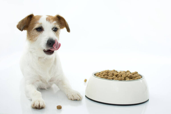 HUNGRY JACK RUSSELL DOG EATING AND LICKING WITH TONGUE ISOLATED ON WHITE BACKGROUND. STUDIO SHOT. COPY SPACE