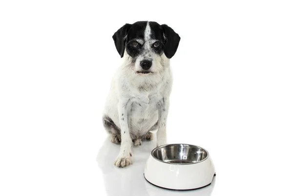 Funny Dog Eat Food Bowl Angry Expression Isolated Shot White Stock Photo