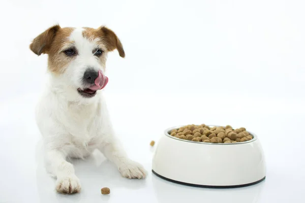 Hungry Jack Russell Dog Comiendo Lamiando Con Tongue Aislado Jardín Fotos de stock libres de derechos
