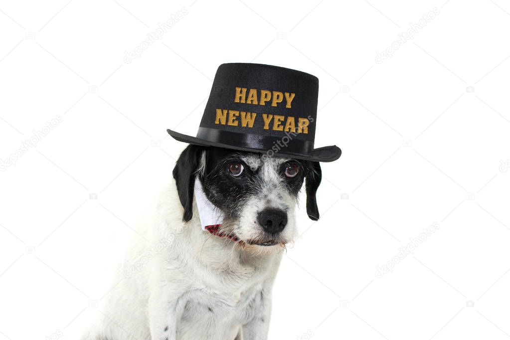 FUNNY AND ELEGANT DOG WEARING BLACK TOP HAT WITH HAPPY NEW YEAR TEXT AND BOWTIE. ISOLATED AGAINST WHITE BACKGROUND.COPY SPACE
