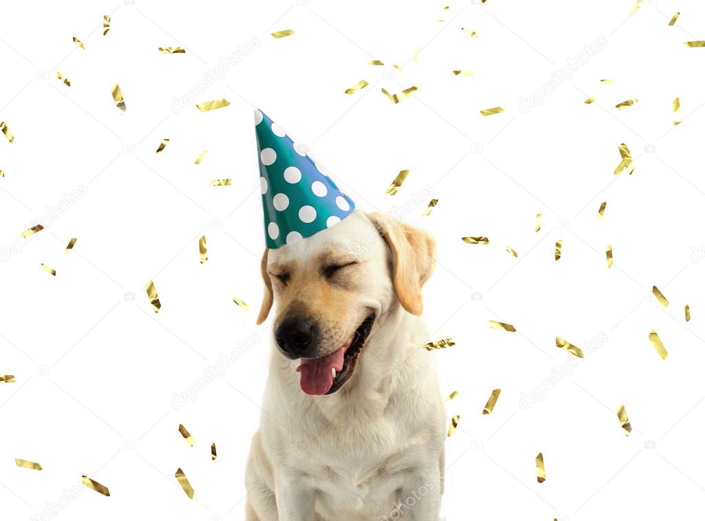 FUNNY AND HAPPY DOG CELEBRATING A BIRTHDAY OR NEW YEAR WITH A GREEN AND WHITE POLKA DOT PARTY HAT AND SMILING WITH CLOSED EYES. ISOLATED AGAINST WHITE BACKGROUND WITH COPY SPACE AND GOLDEN CONFETTI.