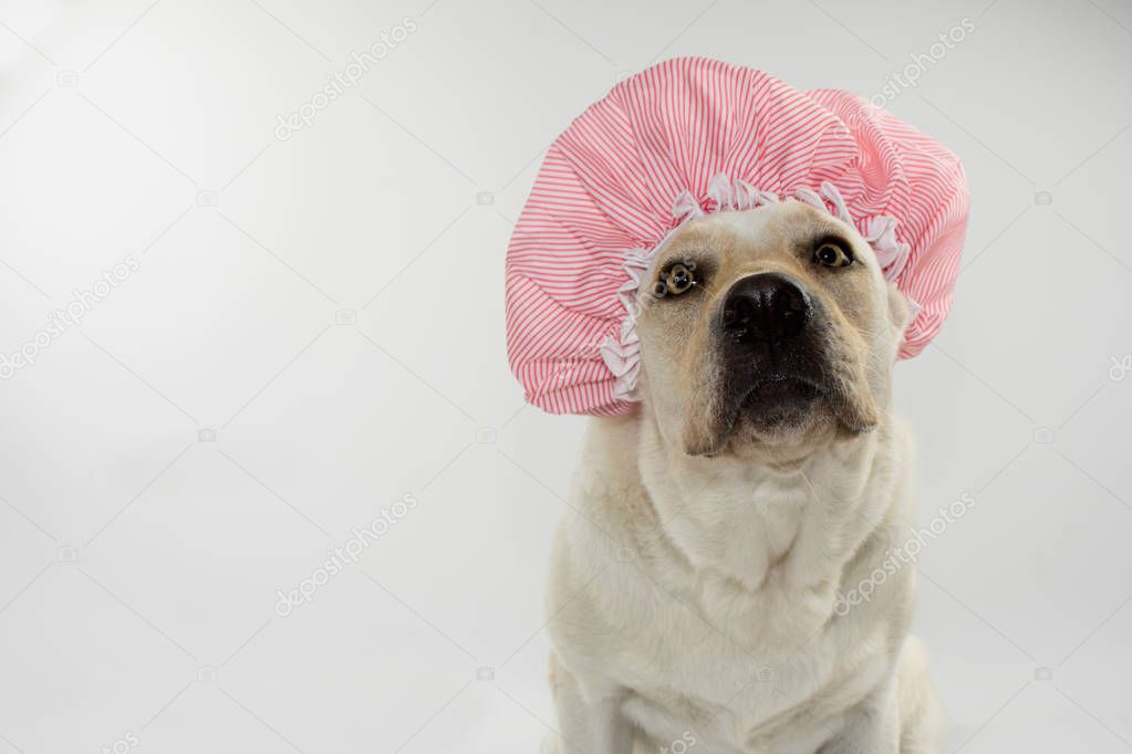 FUNNY DOG WAITING FOR A BATH WITH A SHOWER CAP. ISOLATED AGAINST GRAY  AND WHITE BACKGROUND