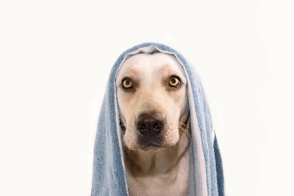 Pies Kąpieliskach Labrador Retriever Owinąć Ręcznikiem Niebieski Białym Tle Strzał — Zdjęcie stockowe